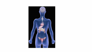 système endocrinien 